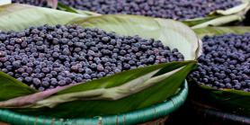 Açaí Nutrilatino - Cultivo, extração e beneficiamento do açaí orgânico
